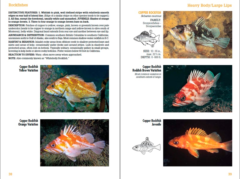 Sample page spread from Coastal Fish Identification - California to Alaska