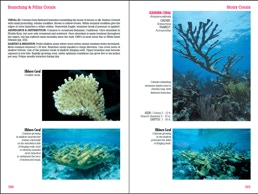 Divers Guide Reef Coral Id Tropical Florida Caribbean Scuba Book glossy paper 