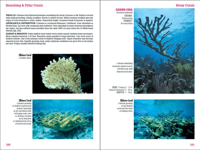 An actual page spread from Reef Coral Identification Florida Caribbean Bahamas