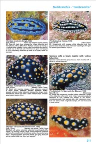 Sample page spread from Nudibranch Identification Indo Pacific 