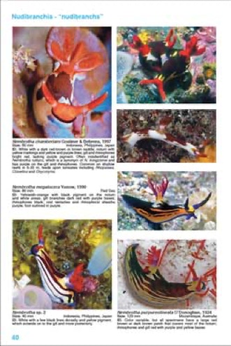 Sample page spread from Nudibranch Identification Indo Pacific 