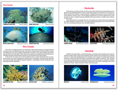 An actual page spread from Snorkeling Guide to Marine Life Florida Caribbean Bahamas