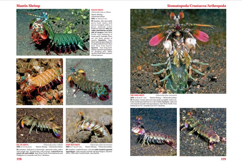 An actual page spread from Reef Creature Identification Tropical Pacific
