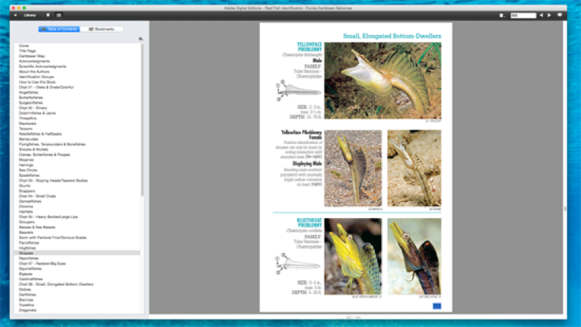 Sample page from Reef Fish Identification Florida Caribbean Bahamas PDF eBook